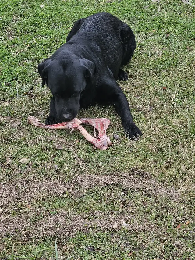 A well-earned bone