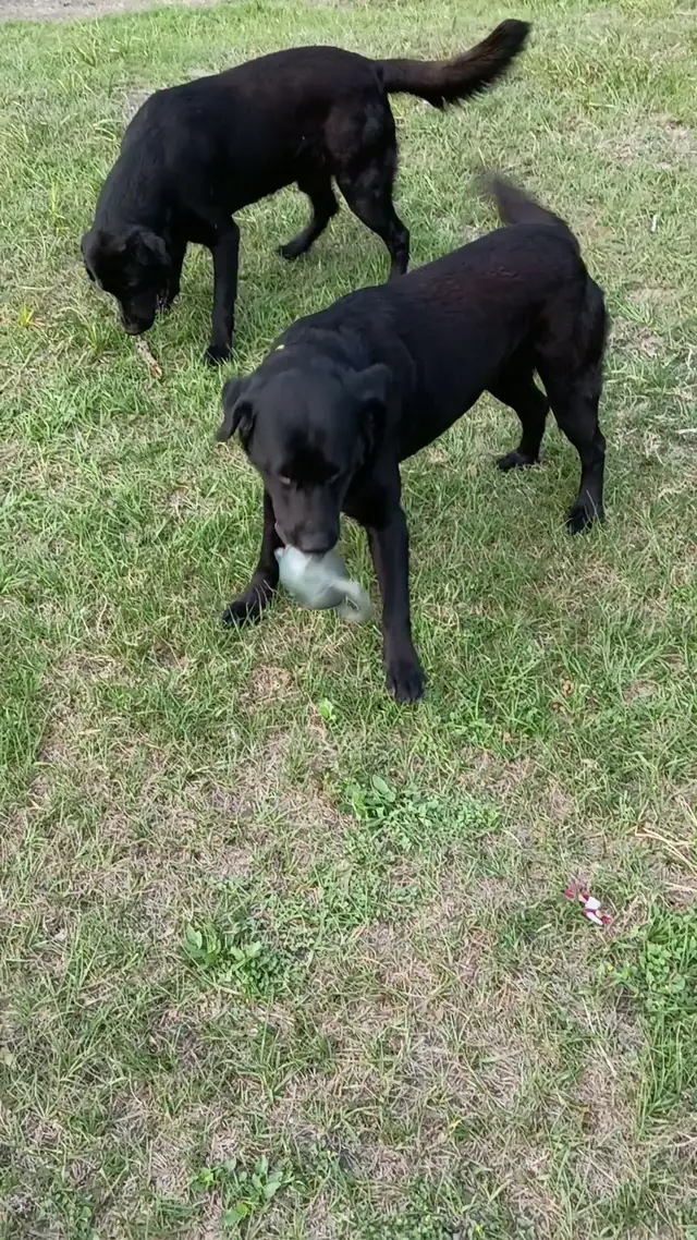 Chadwick and Diesel in the field