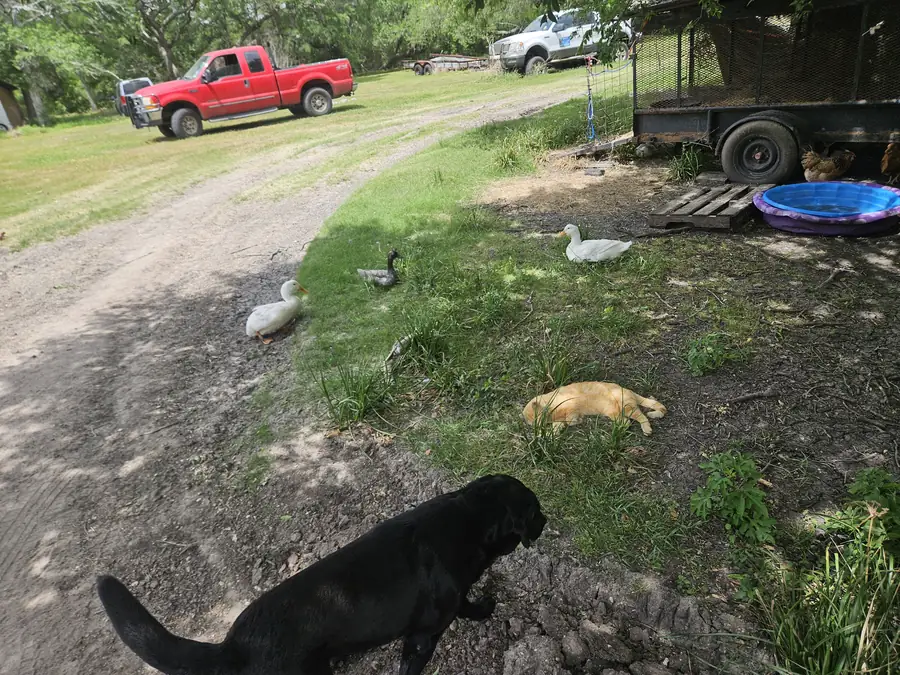 Back road country with ducks and the truck