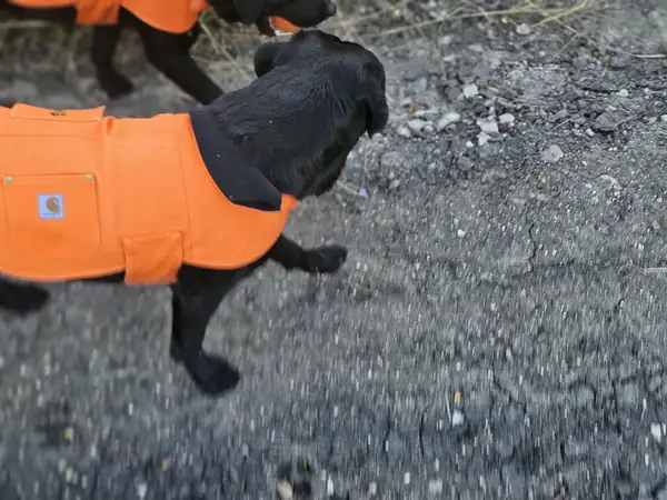 The boys suited up in orange Carhartt vests