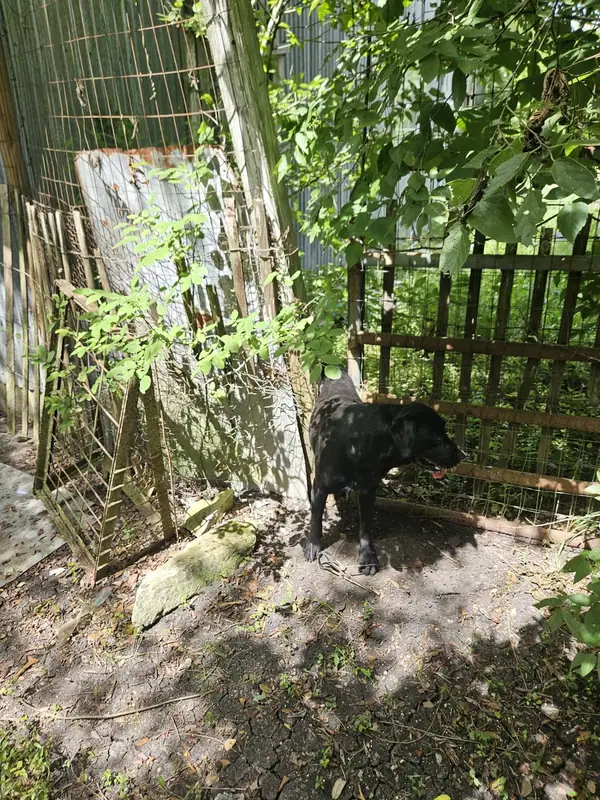 Black Lab on patrol by the fence