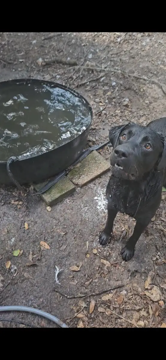 A soaking-wet black Lab grinning up at the camera