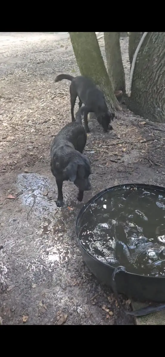 Two black Labs at the water tub
