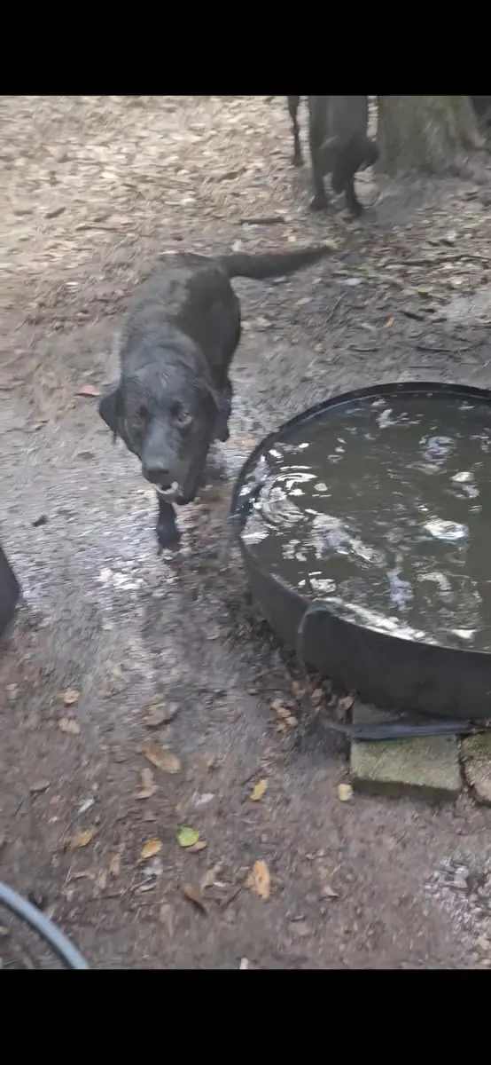 Two black Labs together