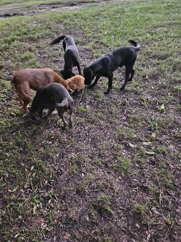 The whole crew exploring