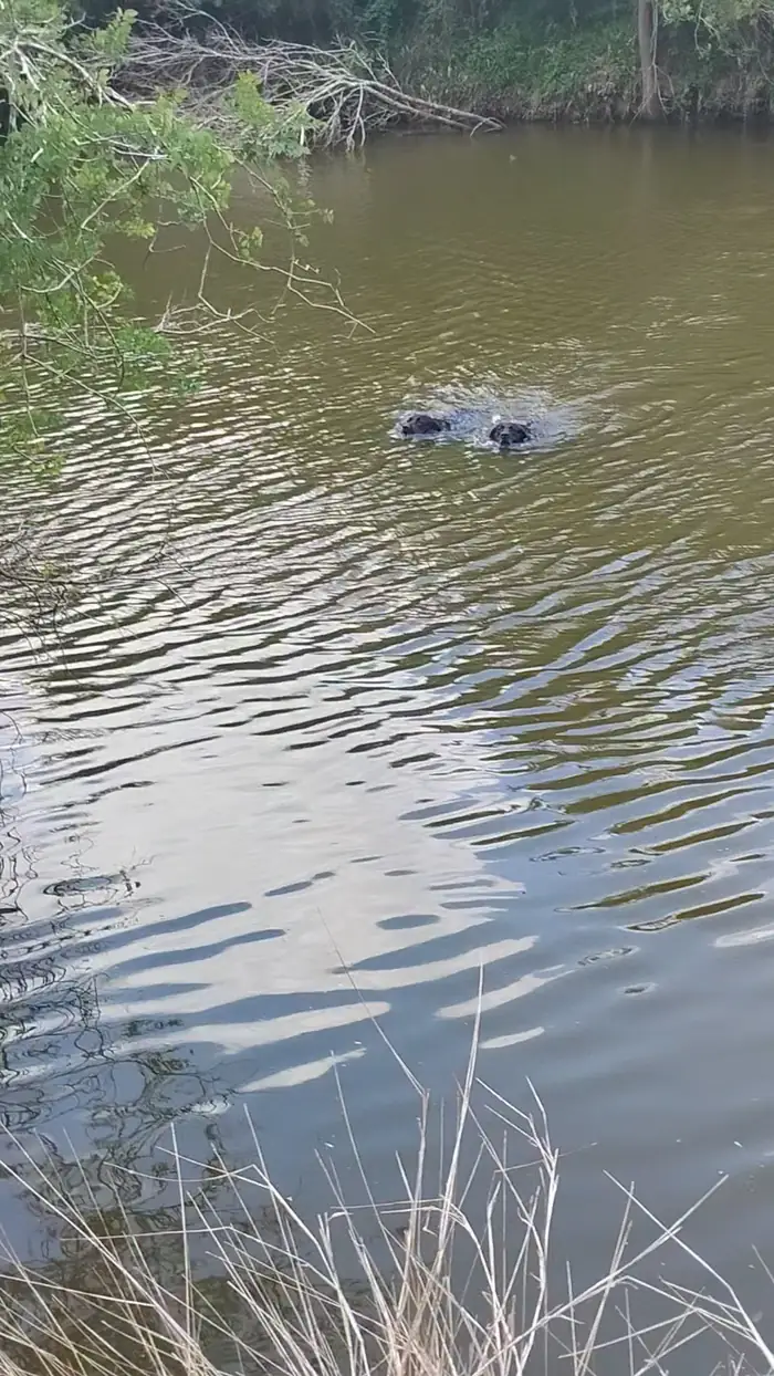Swimming the river bottom