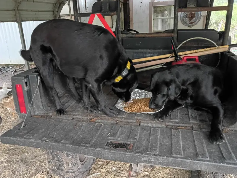 Chadwick and Diesel eating off the truck tailgate after a hunt