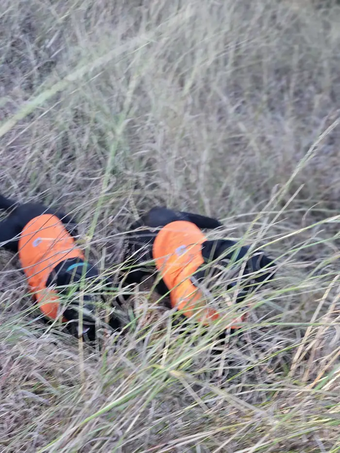 The boys in their orange vests working the tall grass